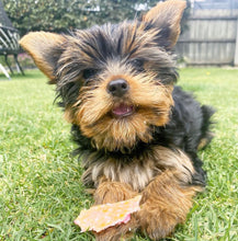 Load image into Gallery viewer, Vovo Biscuits